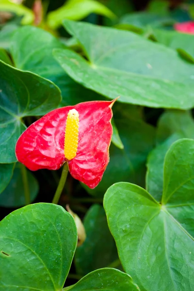 赤いアンスリウムの花 緑の葉の中で黄色の花粉 — ストック写真