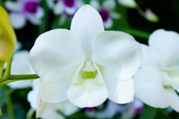 Bouquet Orchidées Blanches Blanc Pour Sentir Propre Frais Pur — Photo