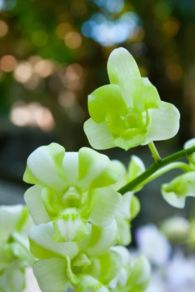 Orchid green light — Stock Photo, Image