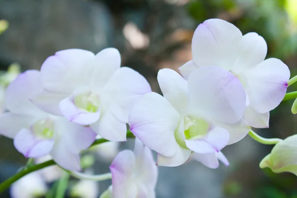 Orquídeas brancas . — Fotografia de Stock