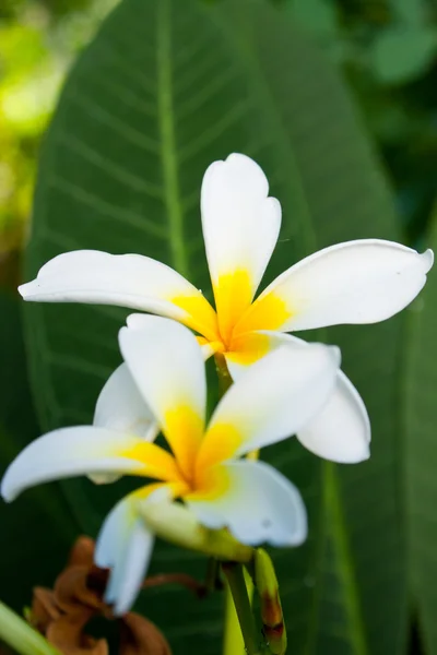 Lan Thom Fleurs Fleurissent Fleurs Blanches Avec Léger Parfum — Photo