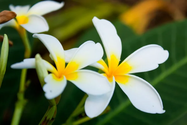 Lan 花光の香りと白い花が咲く — ストック写真