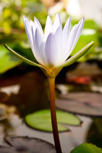 Fleur de lotus blanc est unique . — Photo
