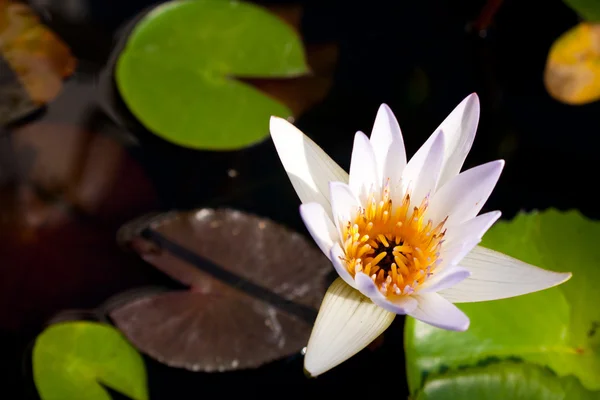 Weißer Lotusweiß Wirkt Frisch Und Pure Gelassenheit — Stockfoto