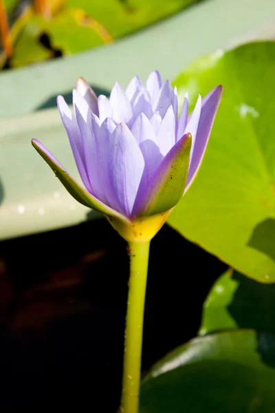Lotus barva jenu. — Stock fotografie
