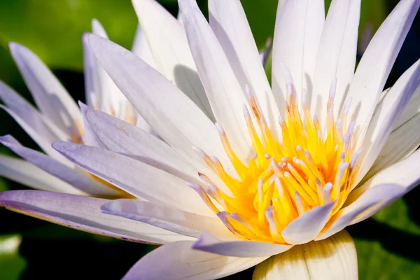 Vit lotus blomma fullt ut. — Stockfoto