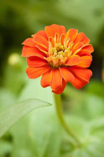 Červené květy, aby krásná květina, kvetoucí v zahradě. — Stock fotografie
