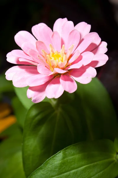 ดอกไม้เยนเบ่งบาน — ภาพถ่ายสต็อก