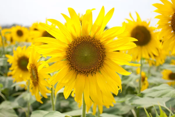 Stock image Sunflower field.