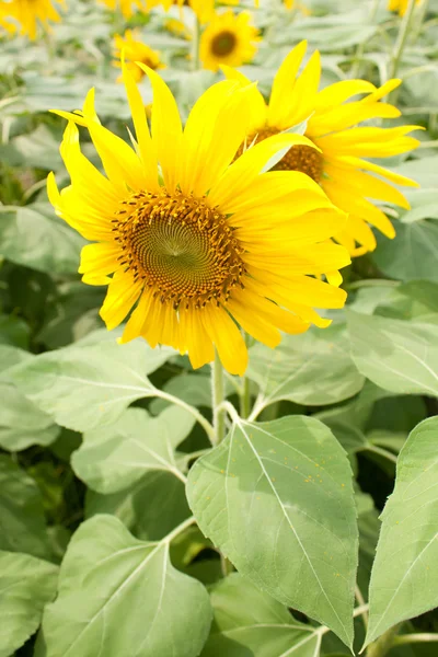 stock image Sunflower field.