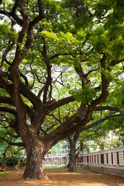 Huge trees. — Stock Photo, Image