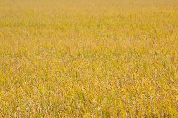 Campos de arroz amarelo . — Fotografia de Stock