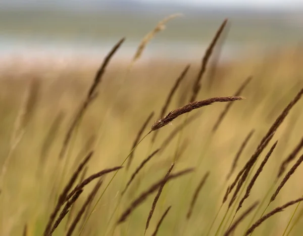 Трава возле озера — стоковое фото