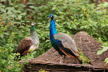 A pair of peacocks sitting on the roof clipart