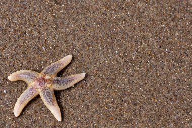 strand am Seestern