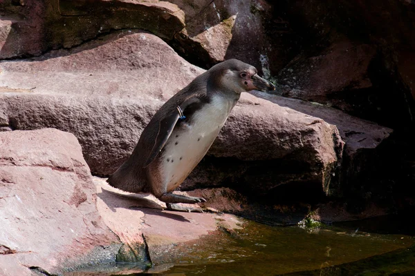 Pinguin beim Baden — Stock fotografie