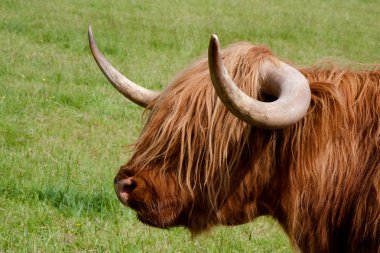 Highland cattle clipart