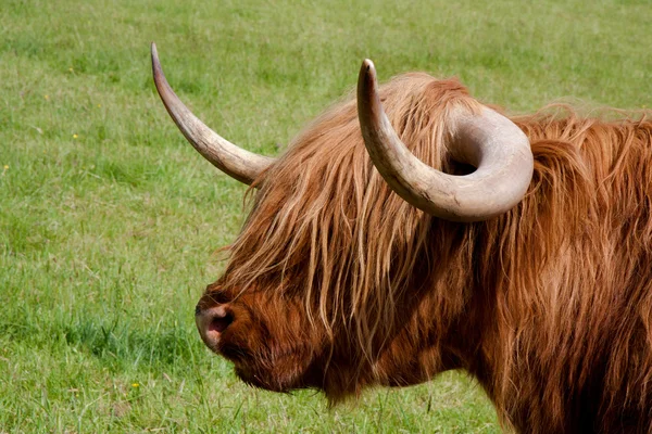Highland великої рогатої худоби Стокове Фото