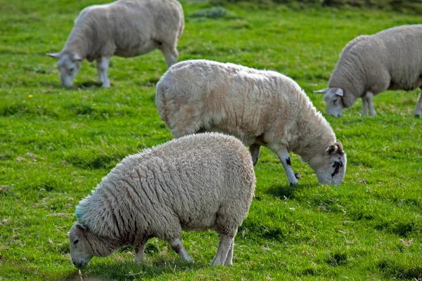 Schafe in Irland — Zdjęcie stockowe