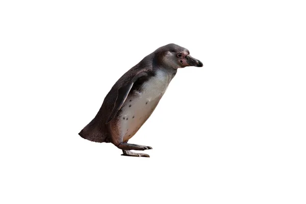 Freigestellter Pinguin — 图库照片