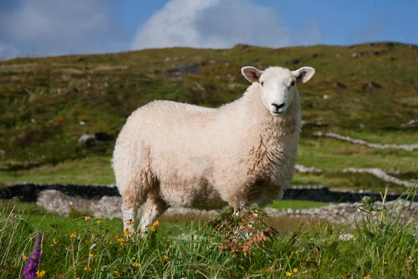 Einsames Schaf — Zdjęcie stockowe