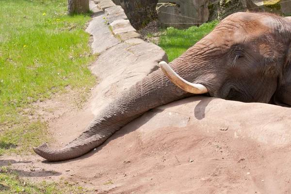 Elefant im зоопарк Стокова Картинка