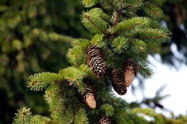 tannenzapfen dilerim baum