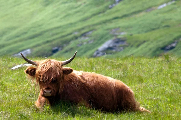 Hochlandrinder Schottland — Stockfoto