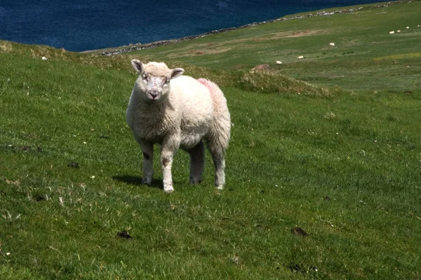 Kleines Lamm Auf Einer Irischen Wiese — Stock fotografie