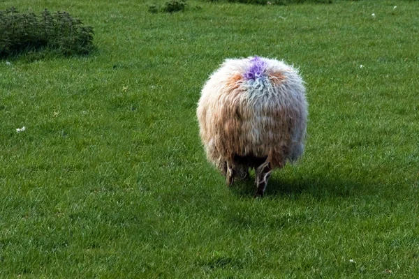 Schaf von hinten — Stock fotografie