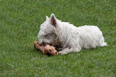 Hund Beim Fressen