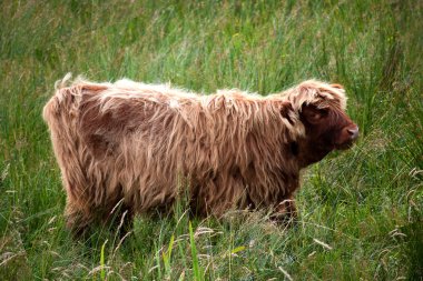 İskoç highlandcattle