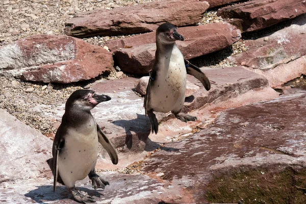 Junge Pinguine — Stockfoto