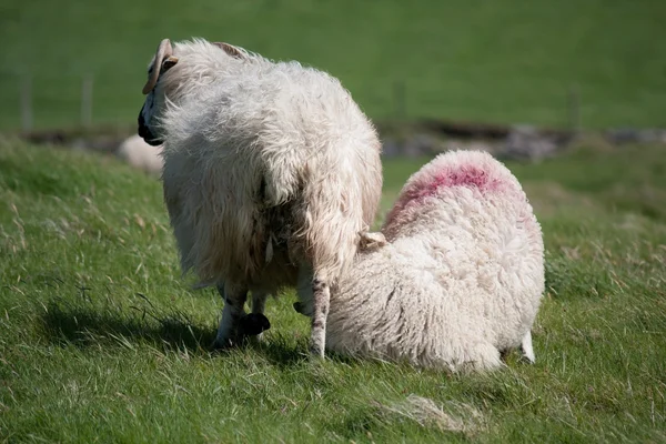 Schaf mit Lamm — Zdjęcie stockowe