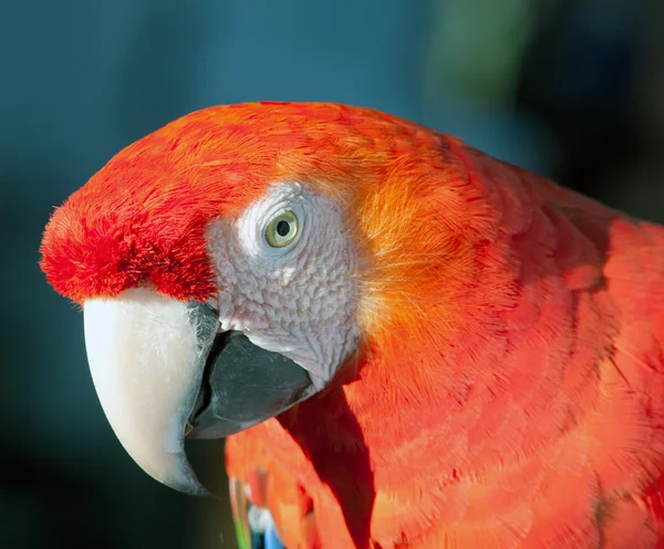 stock image Colorful parrot