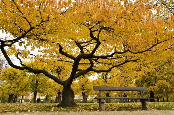 Güzel sarı ağaç ve Kopenhag sonbahar parkta bir bankta Stok Fotoğraf