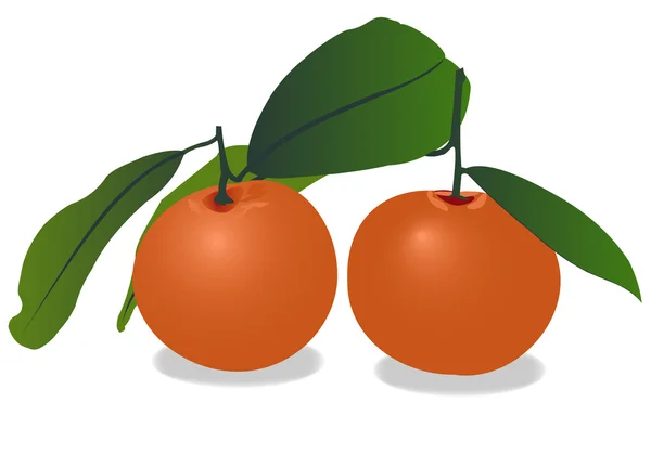Orange fruits — Stock Vector