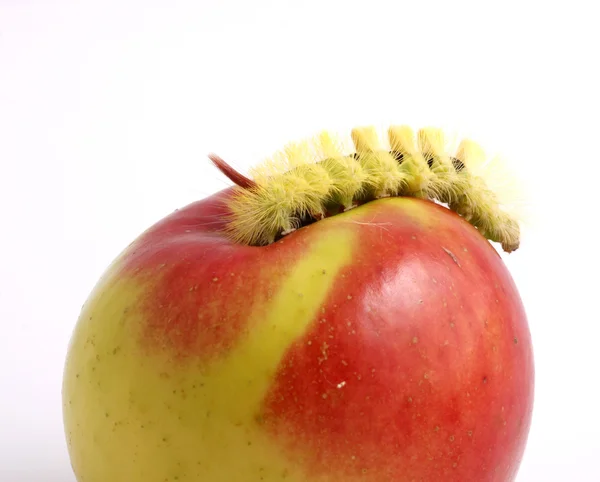 Гусеница и яблоко — стоковое фото