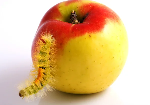 stock image Caterpillar and Apple