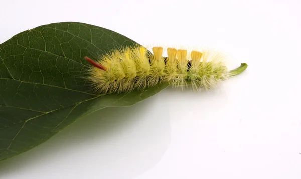 stock image Caterpillar