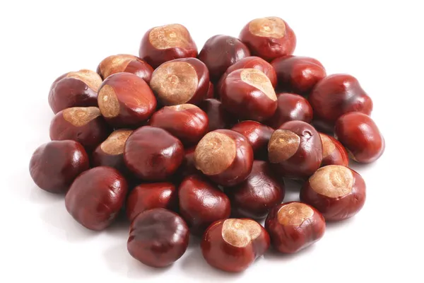 Horse chestnut — Stock Photo, Image