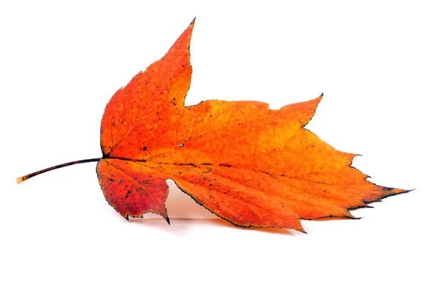 Autumn Fall Leaves — Stock Photo, Image