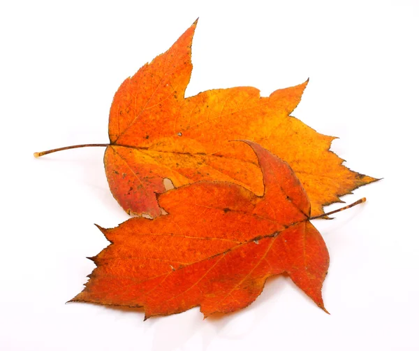 Autunno foglie di autunno — Foto Stock