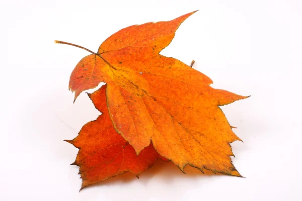 Höstens höstlöv — Stockfoto