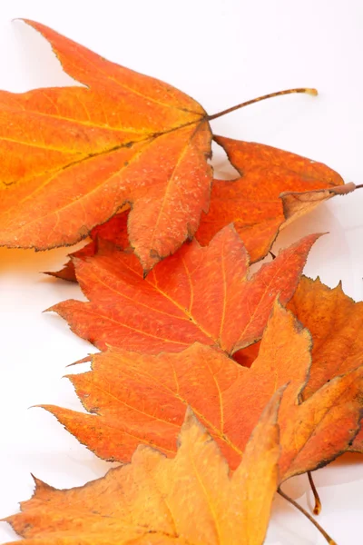 Őszi őszi levelek — Stock Fotó