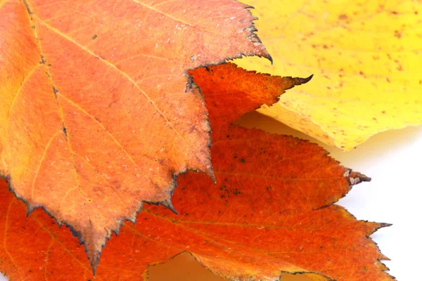 Outono folhas de outono — Fotografia de Stock