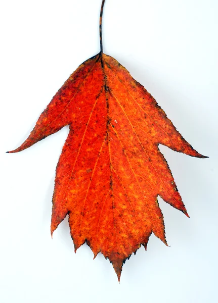 Őszi őszi levelek — Stock Fotó