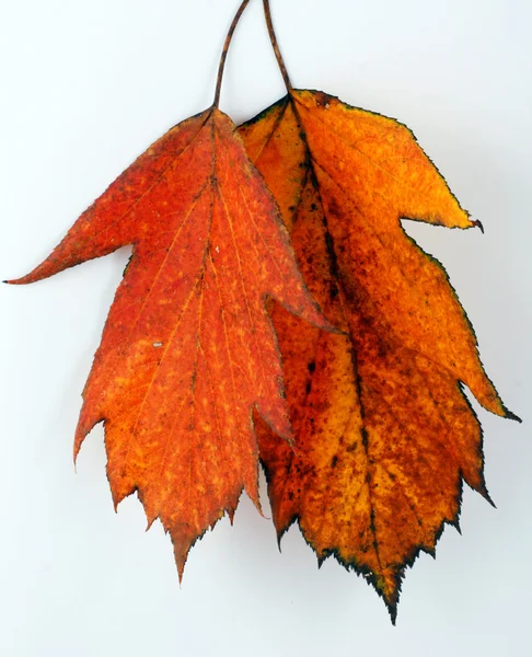 Automne feuilles d'automne — Photo