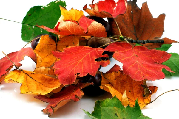 Outono folhas de outono — Fotografia de Stock