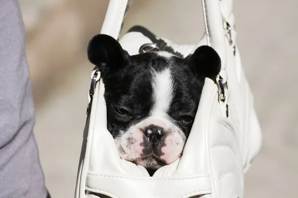 Franse bulldog-baby — Stockfoto